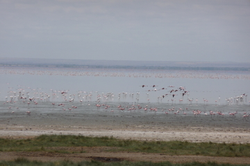 Wild at Lake Manyara (2).JPG